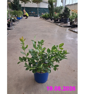 Vaccinium cor. 'Toro' C 2 L